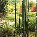 lac exotique avec cannes de Phyllostachys praecox violacense  nouvelles pousses de bambou &#39;Pyllostachus violacense&#39; dévant l&#39;étang exotique